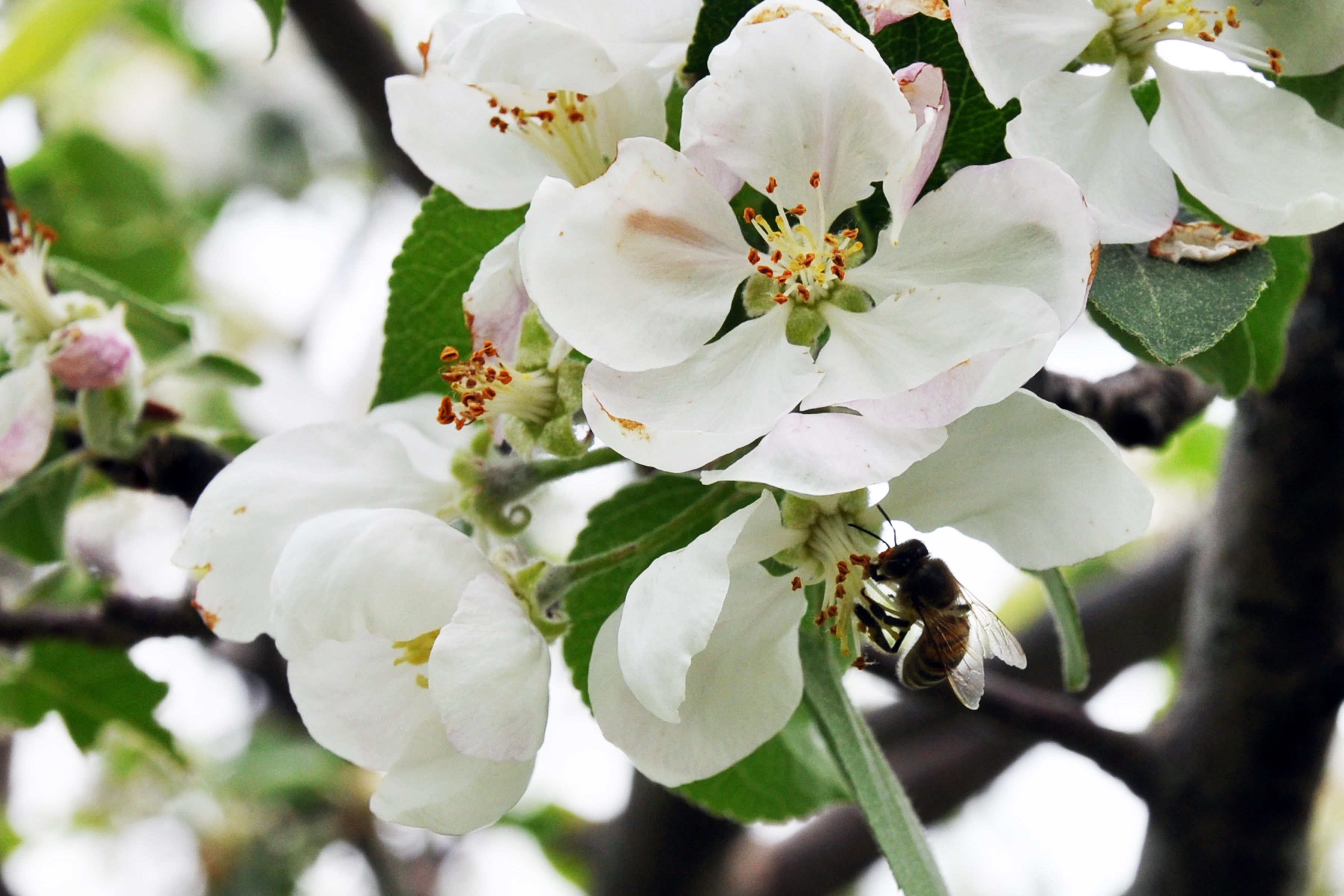 do apple trees attract bees